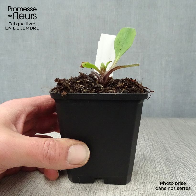 Exemplar von Rotes Lungenkraut - Pulmonaria rubra Kleine Töpfe von 8/9 cm wie im Winter geliefert