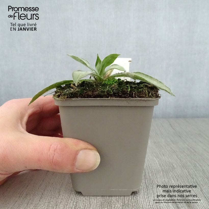 Exemplar von Lungenkraut Samourai - Pulmonaria Kleine Töpfe von 8/9 cm wie im Winter geliefert