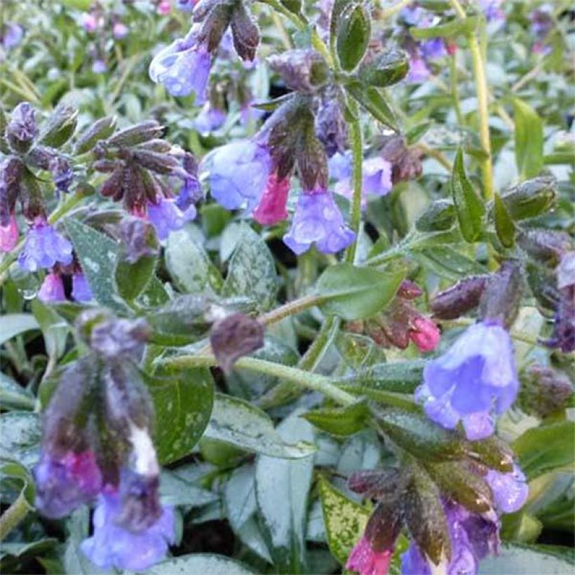 Lungenkraut Samourai - Pulmonaria (Blüte)