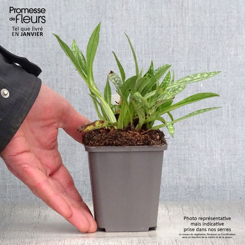 Exemplar von Langblättriges Lungenkraut E.B Anderson - Pulmonaria Kleine Töpfe von 8/9 cm wie im Winter geliefert