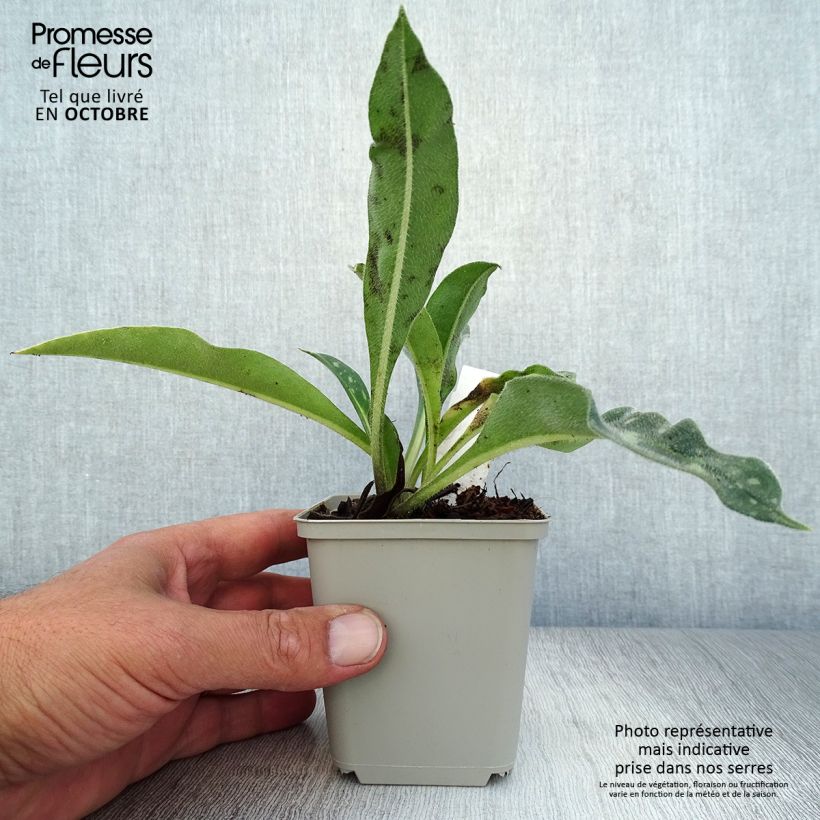 Exemplar von Langblättriges Lungenkraut E.B Anderson - Pulmonaria Kleine Töpfe von 8/9 cm wie im Herbst geliefert