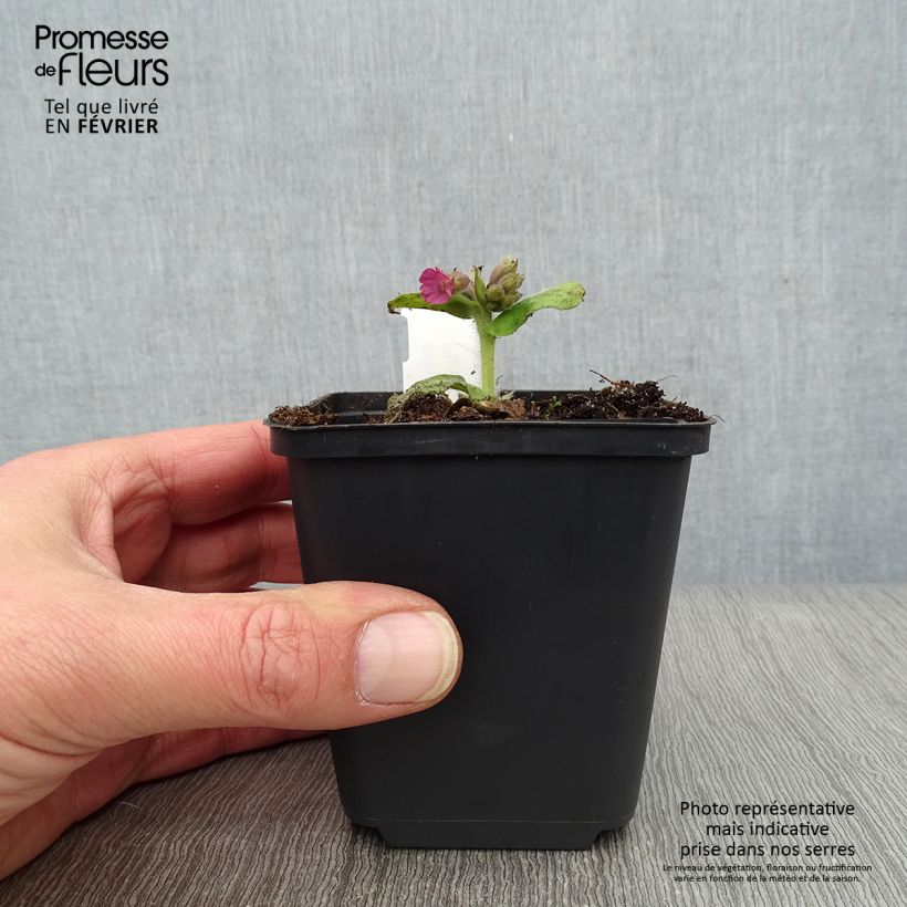 Exemplar von Echtes Lungenkraut - Pulmonaria officinalis Kleine Töpfe von 8/9 cm wie im Winter geliefert