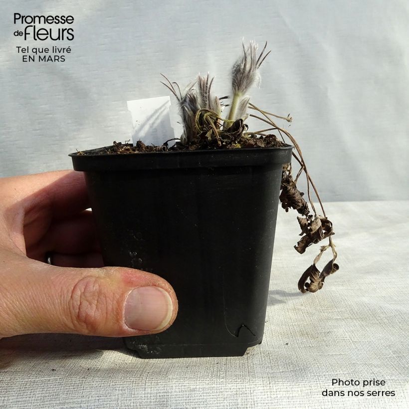 Exemplar von Küchenschelle - Pulsatilla patens Kleine Töpfe von 8/9 cm wie im Winter geliefert