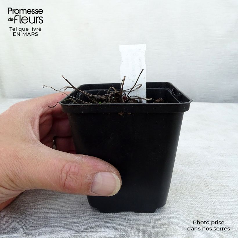 Exemplar von Küchenschelle Papageno - Pulsatilla vulgaris Kleine Töpfe von 8/9 cm wie im Winter geliefert