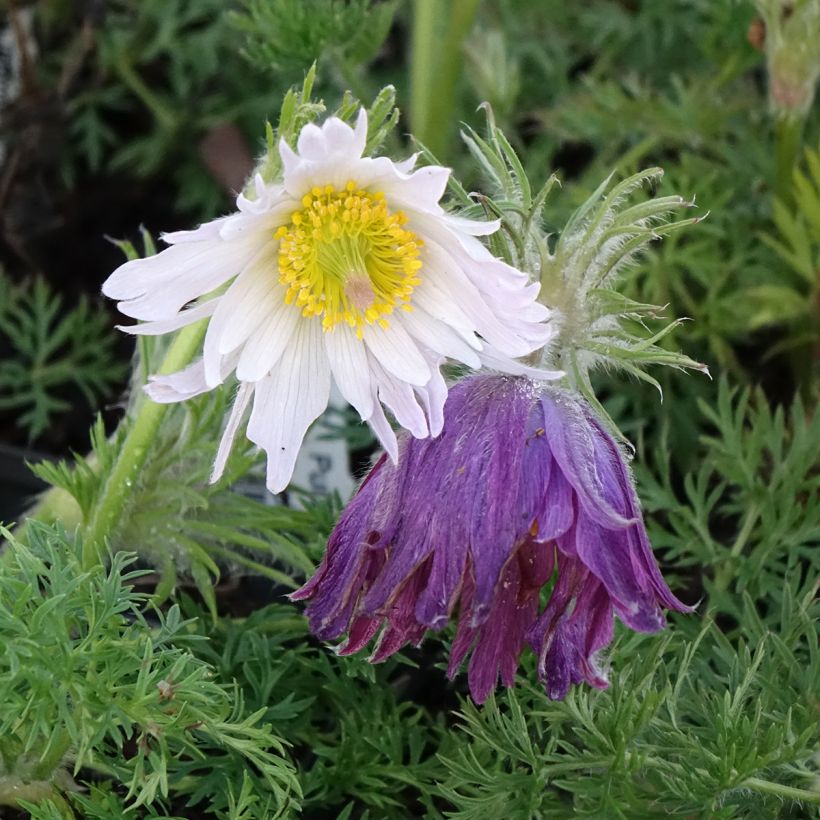 Küchenschelle Papageno - Pulsatilla vulgaris (Blüte)