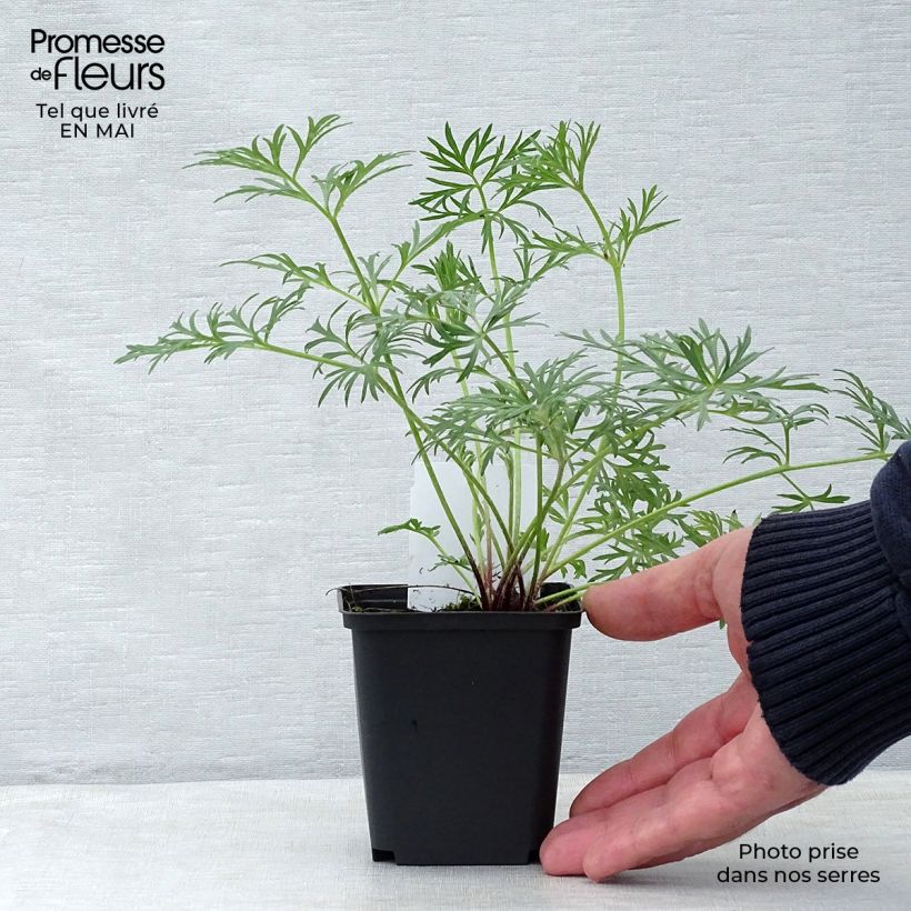 Exemplar von Küchenschelle Röde Klokke - Pulsatilla vulgaris Kleine Töpfe von 7/8 cm wie im Frühjahr geliefert