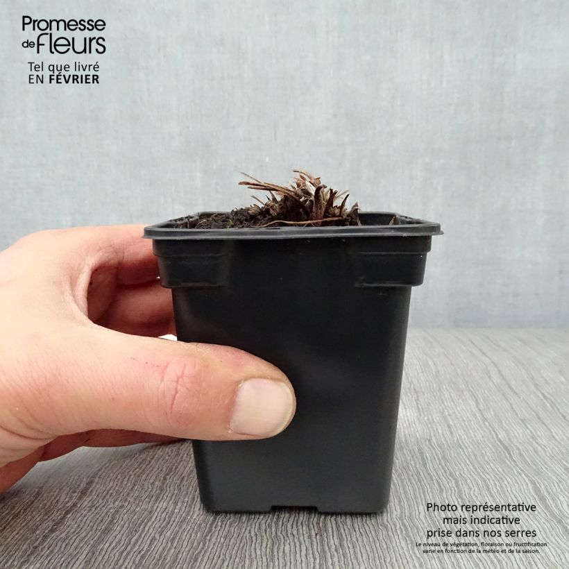 Exemplar von Küchenschelle Violet - Pulsatilla vulgaris Kleine Töpfe von 7/8 cm wie im Winter geliefert