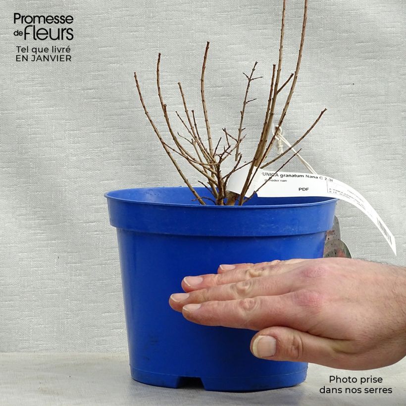 Exemplar von Granatapfelbaum Nana - Punica granatum Topf mit 2L/3L wie im Winter geliefert