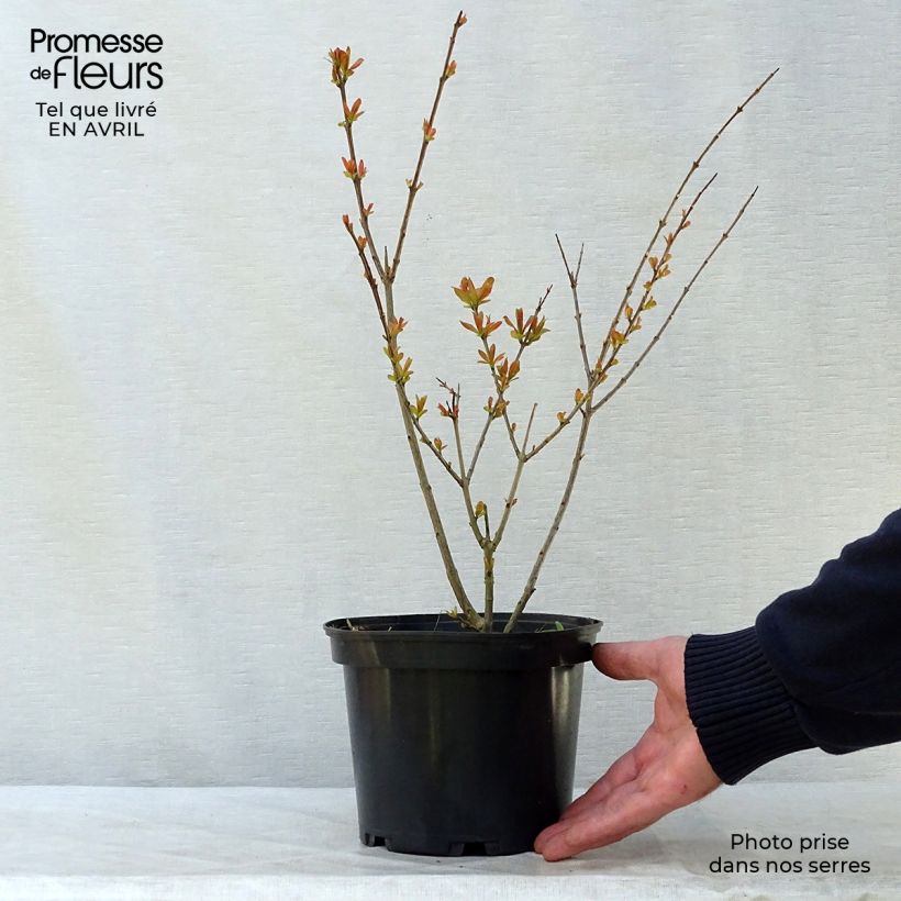 Exemplar von Granatapfelbaum Nana - Punica granatum Topf mit 2L/3L wie im Frühjahr geliefert