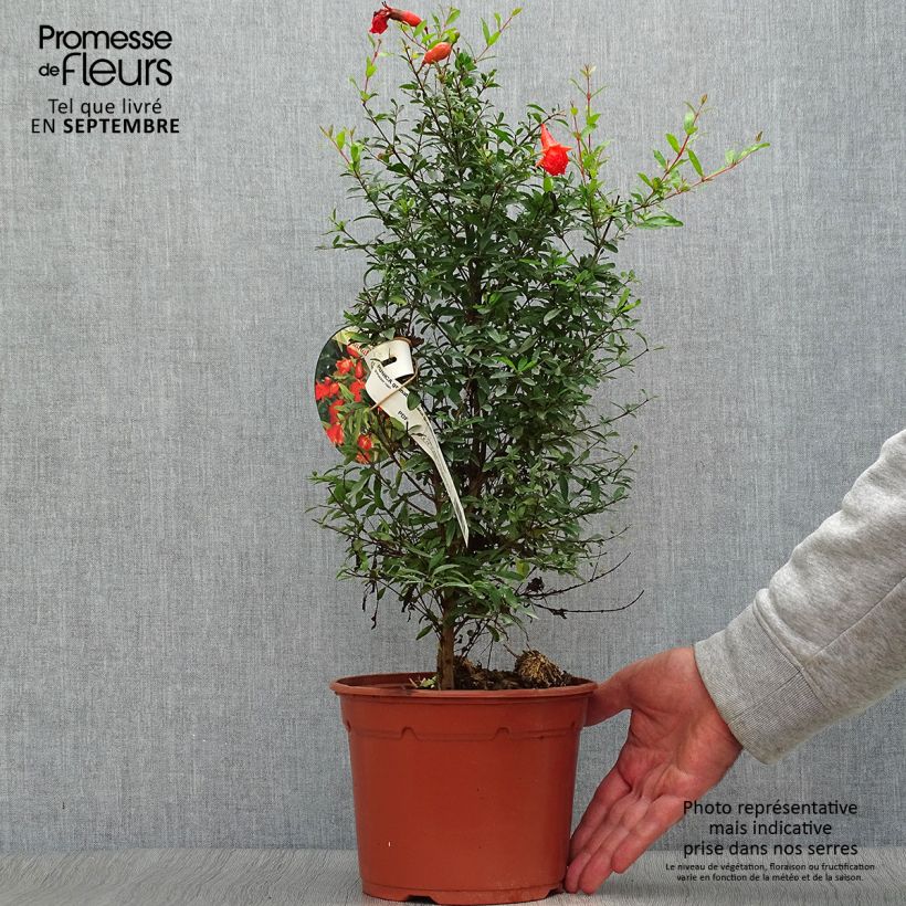 Exemplar von Granatapfelbaum Nana - Punica granatum Topf mit 2L/3L wie im Herbst geliefert