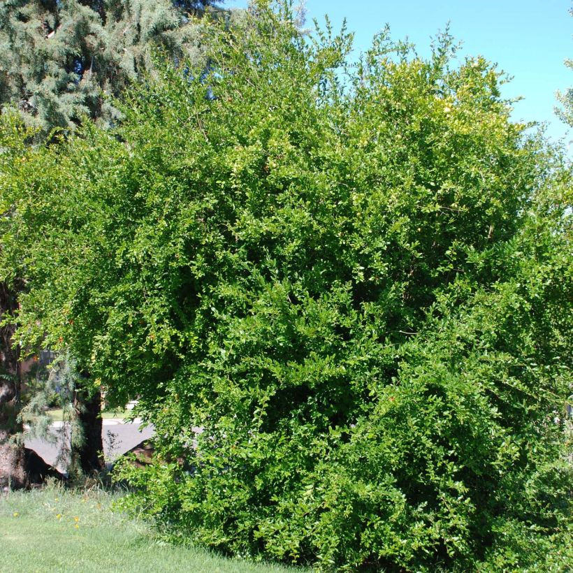 Granatapfelbaum Wonderful - Punica granatum (Hafen)