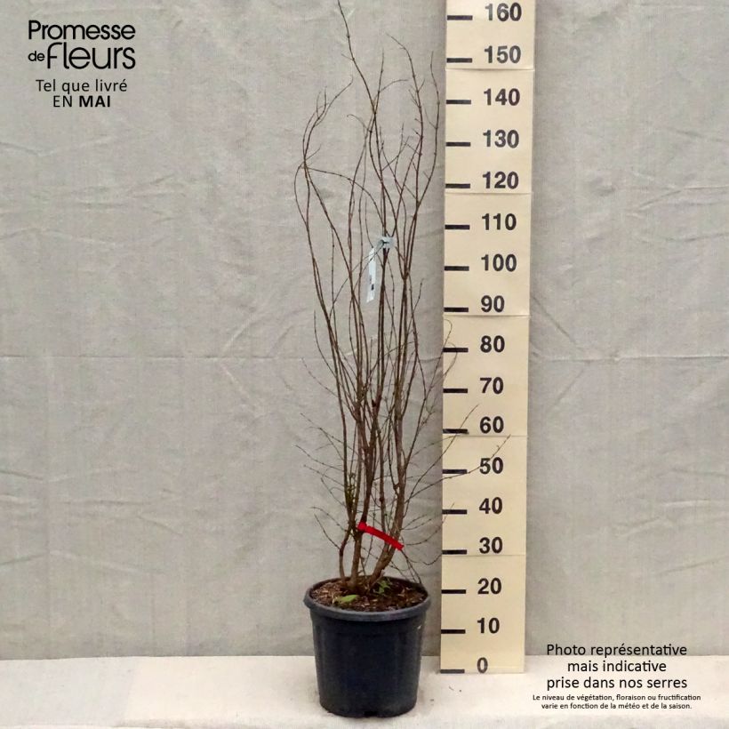 Exemplar von Granatapfelbaum Wonderful - Punica granatum Topf mit 7,5L/10L, Halbstamm wie im Frühjahr geliefert
