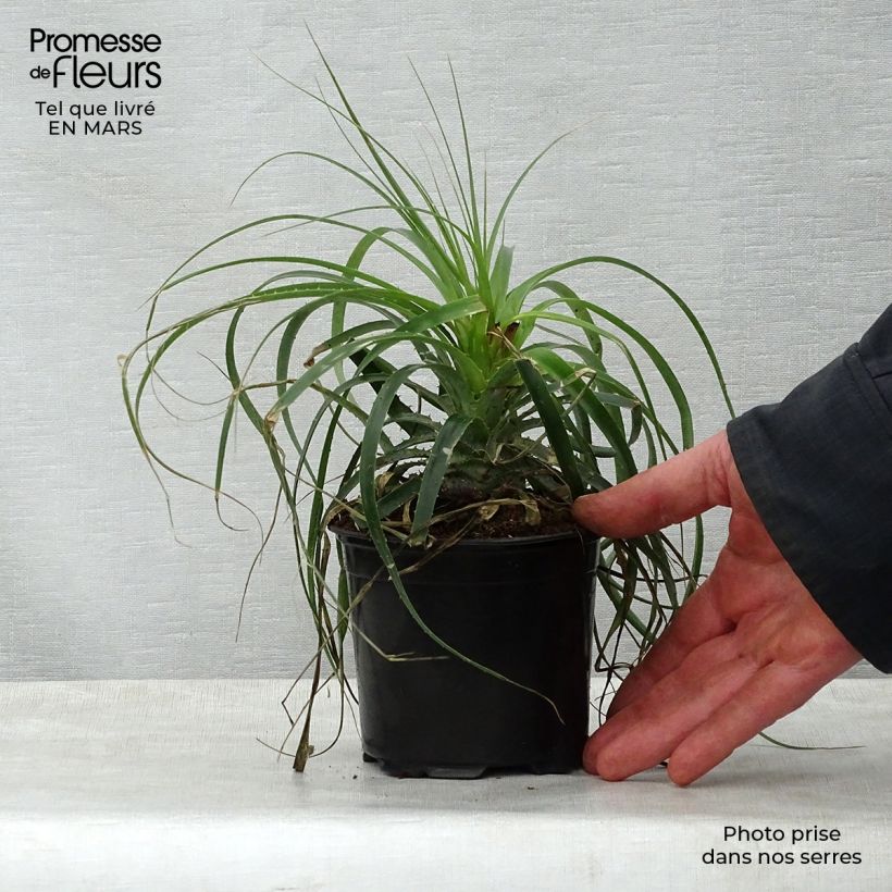 Exemplar von Puya alpestris Topf mit 2L/3L wie im Frühjahr geliefert