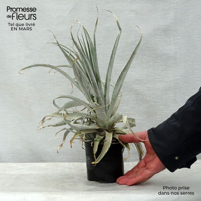 Exemplar von Puya harmsii Topf 12 cm / 13 cm wie im Frühjahr geliefert