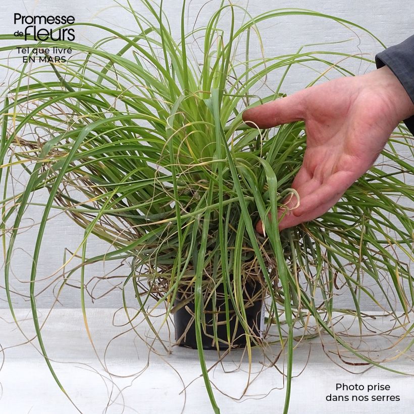 Exemplar von Puya mirabilis Topf 12 cm / 13 cm wie im Frühjahr geliefert