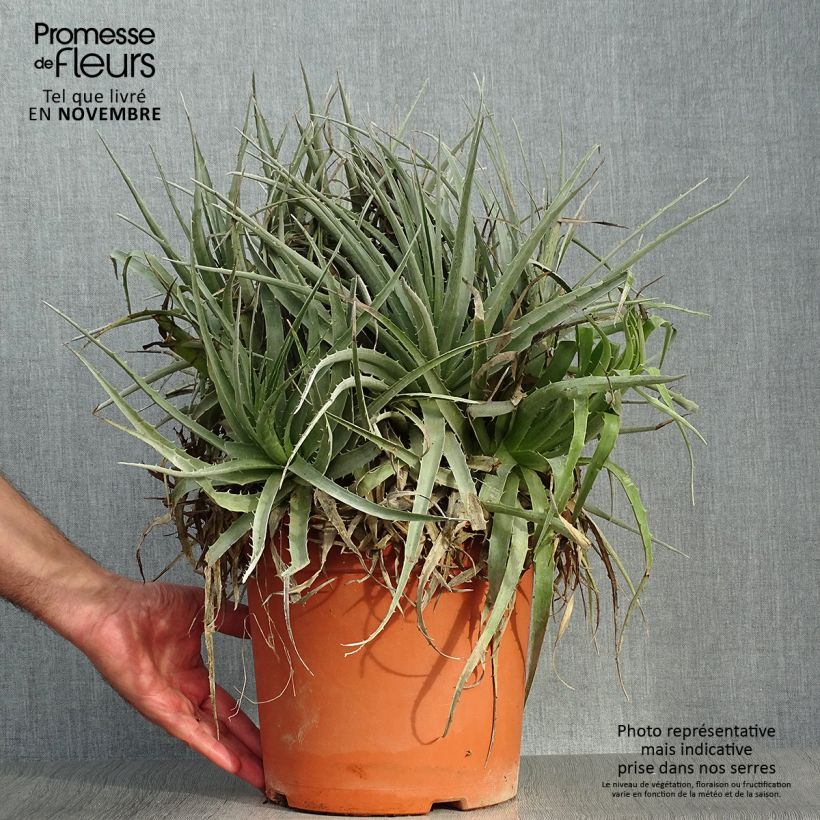 Exemplar von Puya venusta Topf mit 7,5L/10L wie im Herbst geliefert