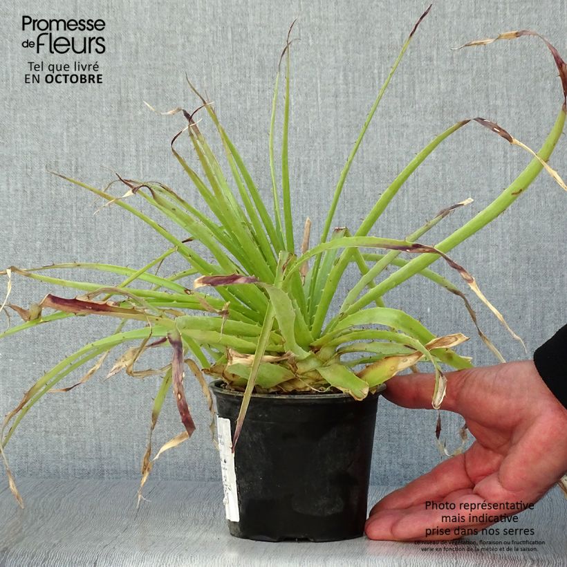 Exemplar von Puya weberbaueri Topf mit 3L/4L wie im Herbst geliefert