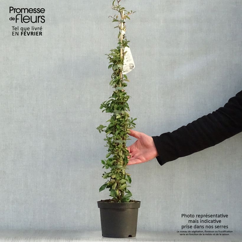 Exemplar von Feuerdorn Orange Glow - Pyracantha Topf mit 2L/3L wie im Winter geliefert