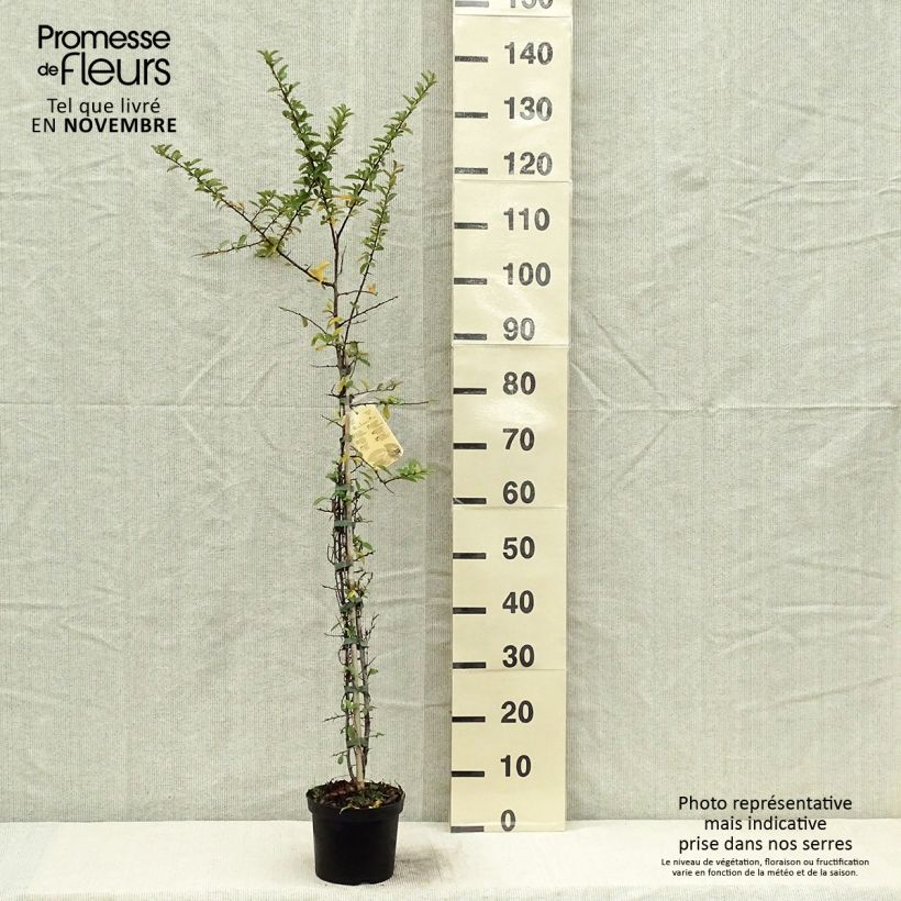 Exemplar von Feuerdorn Orange Glow - Pyracantha Topf mit 2L/3L wie im Herbst geliefert