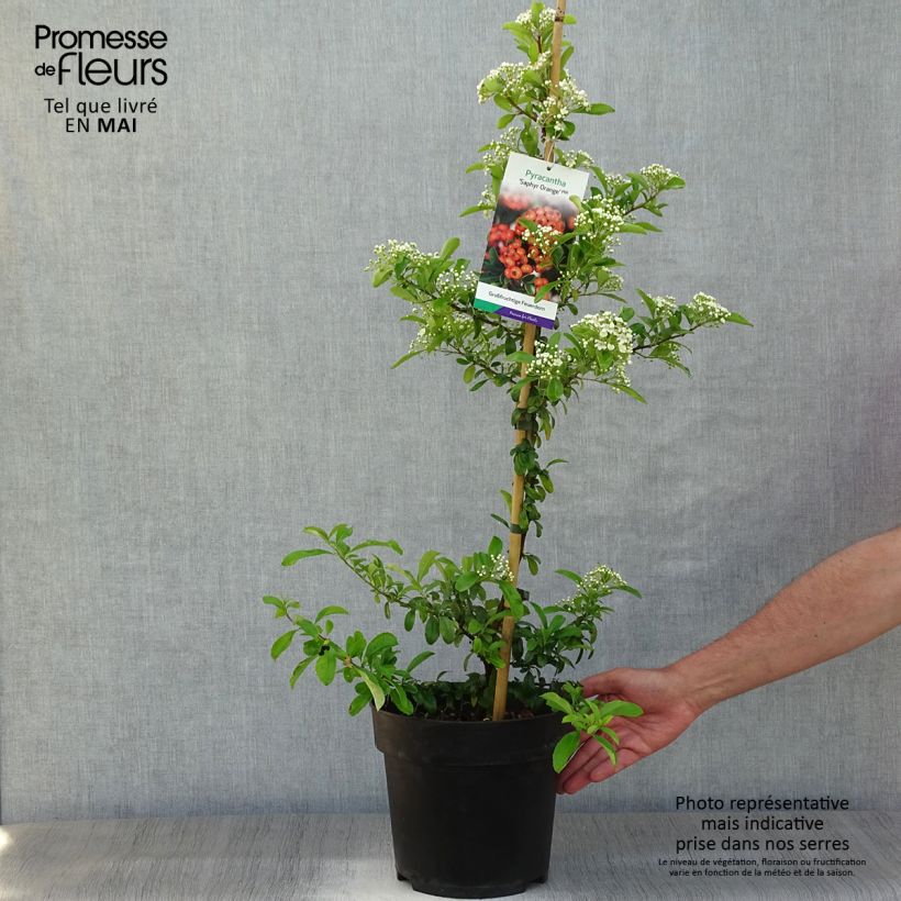 Exemplar von Feuerdorn SAPHYR Orange - Pyracantha coccinea Topf mit 6L/7L wie im Frühjahr geliefert