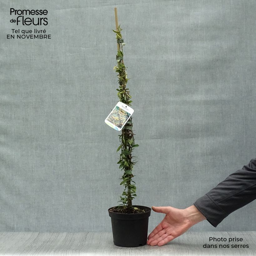 Exemplar von Feuerdorn Soleil d'or - Pyracantha Topf mit 2L/3L wie im Herbst geliefert