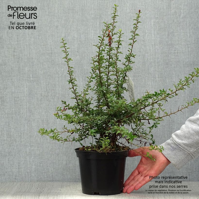 Exemplar von Feuerdorn Teton - Pyracantha Topf mit 2L/3L wie im Herbst geliefert