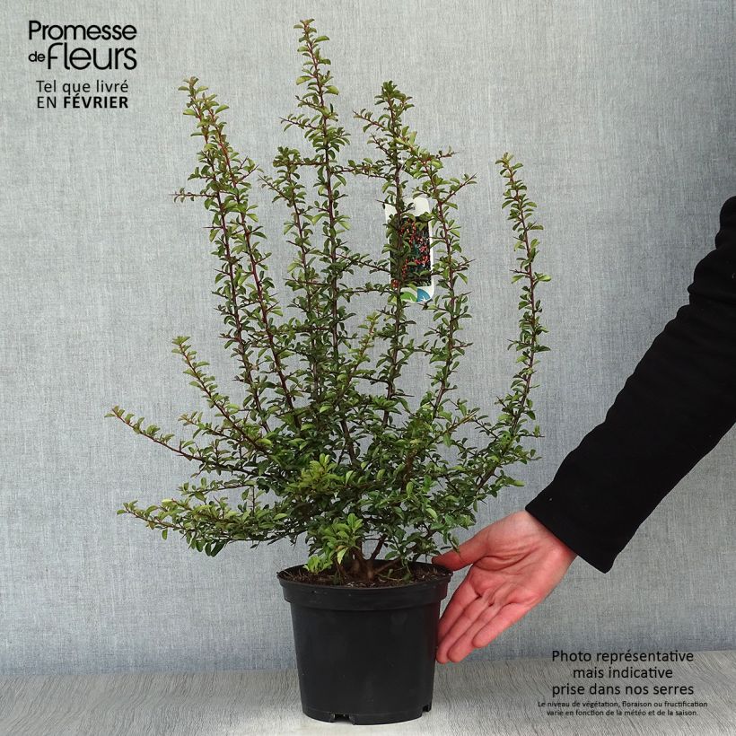 Exemplar von Feuerdorn Teton - Pyracantha Topf mit 2L/3L wie im Winter geliefert