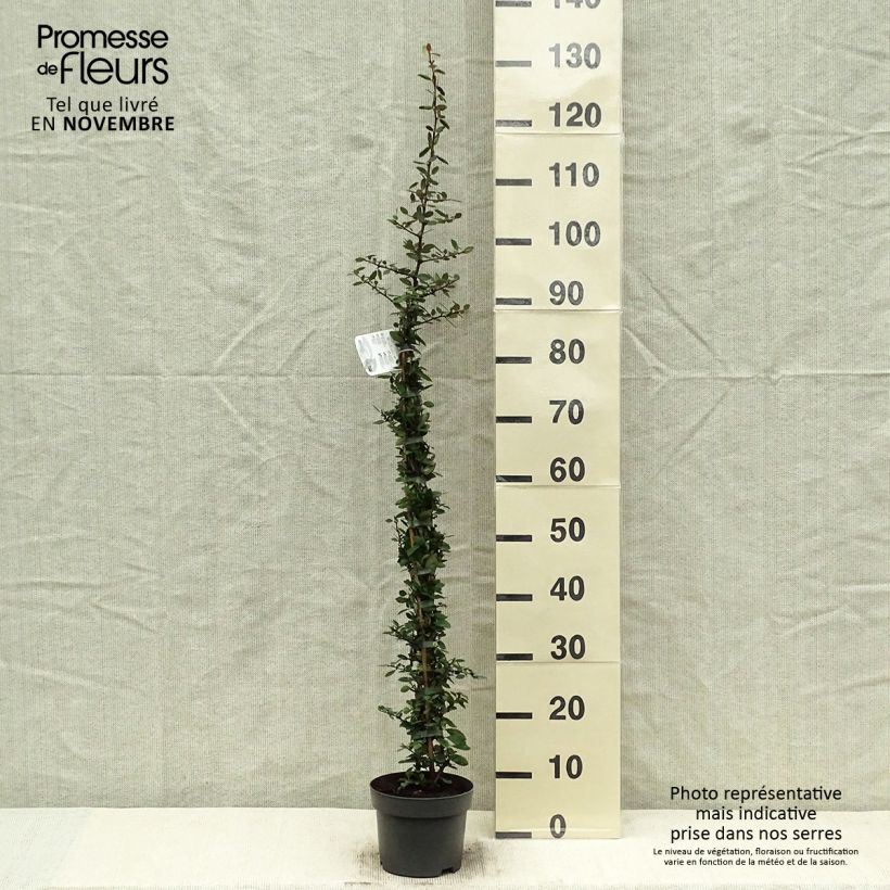 Exemplar von Feuerdorn Red Column - Pyracantha coccinea Topf mit 2L/3L wie im Herbst geliefert