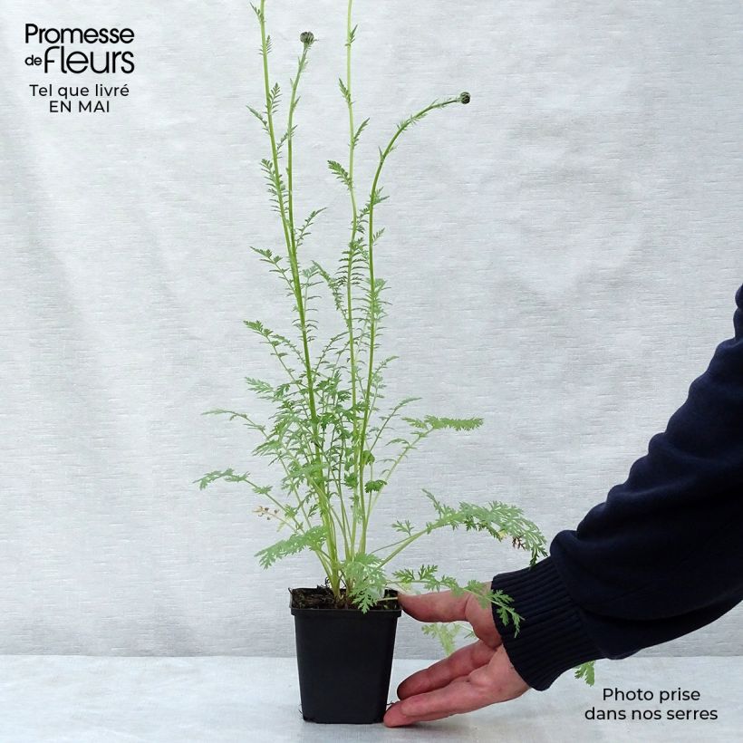 Exemplar von Tanacetum coccineum Robinson Rose - Rotblütige Wucherblume Kleine Töpfe von 8/9 cm wie im Frühjahr geliefert