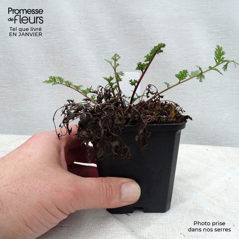 Exemplar von Tanacetum coccineum Robinson's Red - Rotblütige Wucherblume Kleine Töpfe von 8/9 cm wie im Winter geliefert