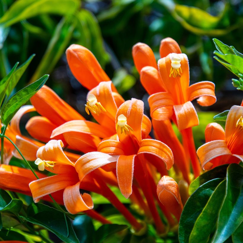 Pyrostegia venusta - Feuerranke (Blüte)