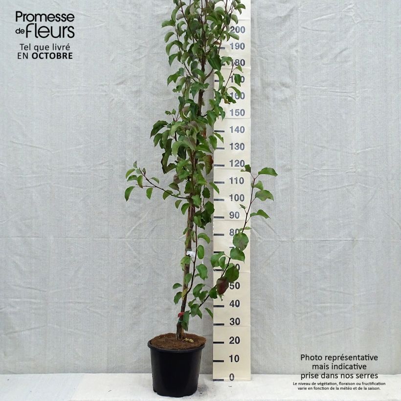 Exemplar von Chinesische Wildbirne Chanticleer - Pyrus calleryana Topf mit 12L/15L wie im Herbst geliefert