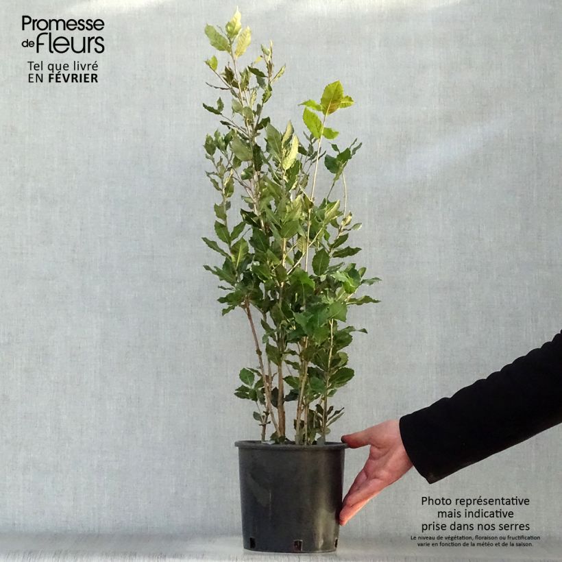 Exemplar von Quercus ilex - Stein-Eiche Topf mit 3L/4L wie im Winter geliefert