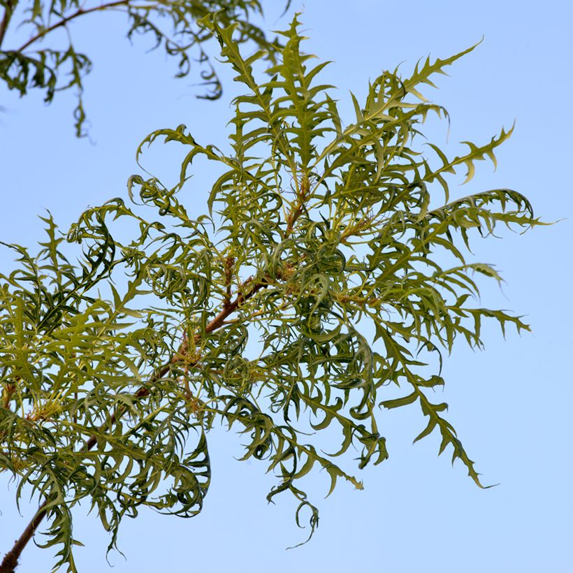Stiel-Eiche Pectinata - Quercus robur (Laub)
