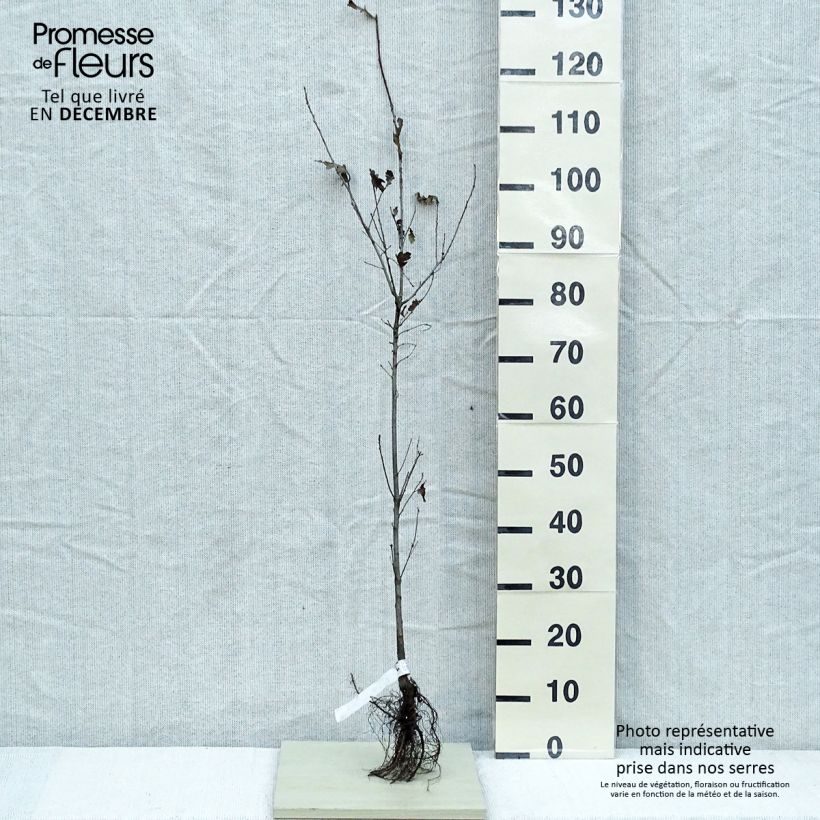 Exemplar von Quercus robur - Stiel-Eiche Wurzelnackt wie im Winter geliefert