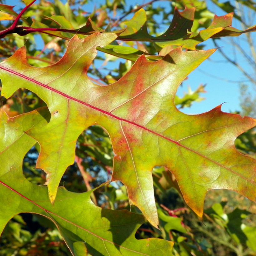 Quercus rubra - Roteiche (Laub)