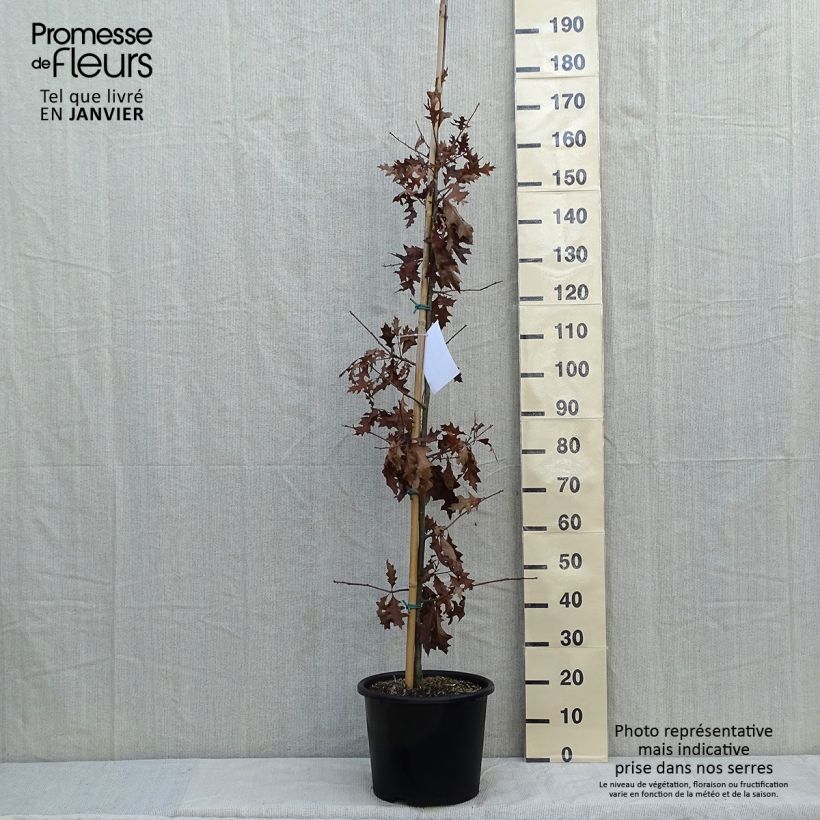 Exemplar von Quercus texana New Madrid - Texas-Eiche Topf mit 7,5L/10L wie im Winter geliefert