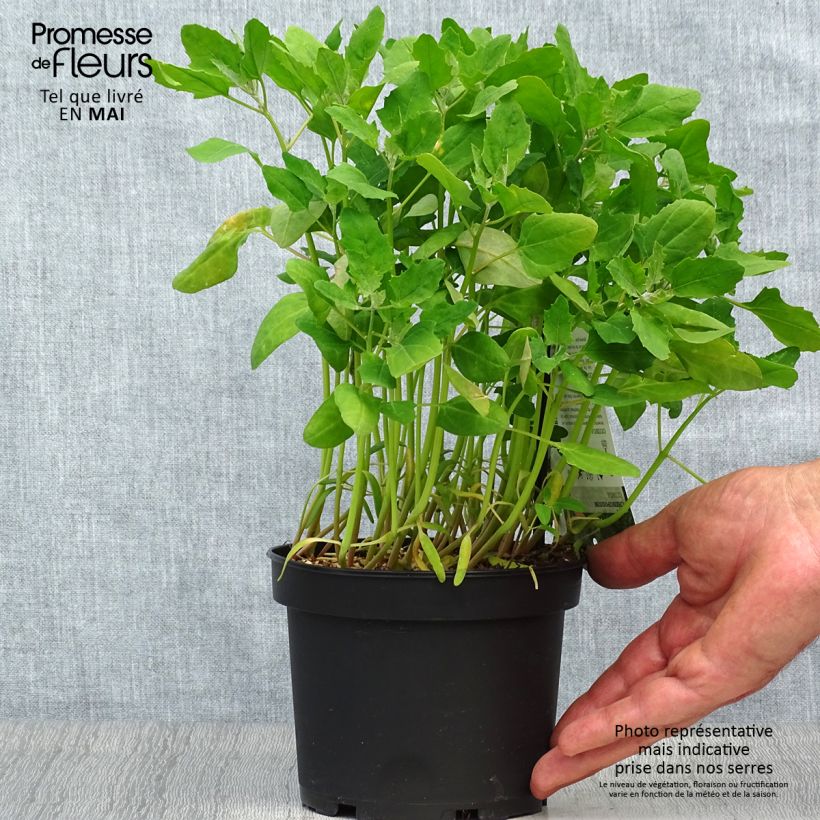 Exemplar von Quinoa - Chenopodium quinoa Topf mit 1,5L/2L wie im Frühjahr geliefert