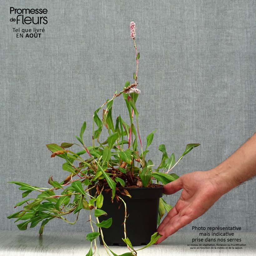 Exemplar von Schneckenknöterich Donald Lowndes - Persicaria affinis Topf mit 2L/3L wie im Sommer geliefert