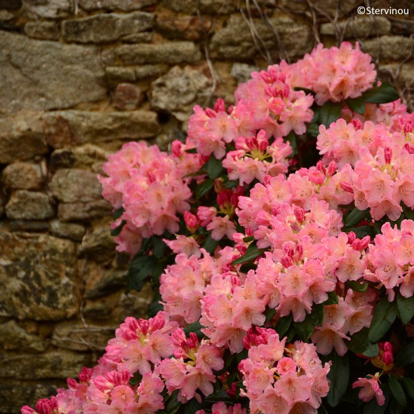 Rhododendron yakushimanum Percy Wiseman (Wuchs)