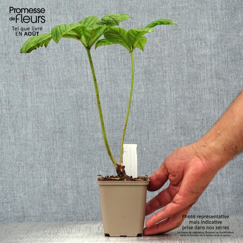 Exemplar von Rodgersia La Blanche - Schaublatt Kleine Töpfe von 8/9 cm wie im Sommer geliefert