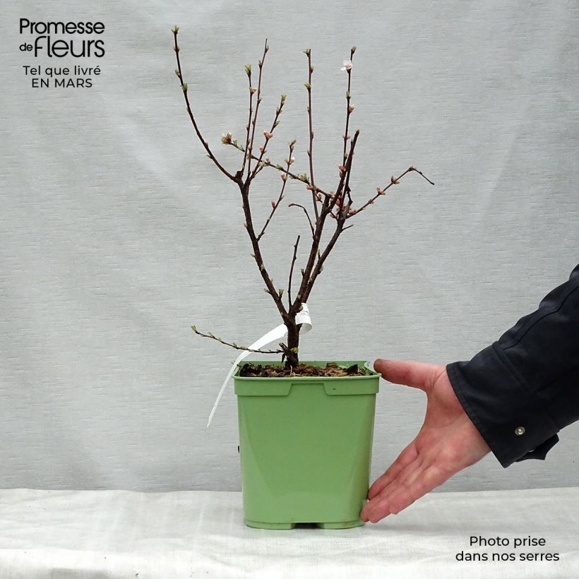 Exemplar von Flaum-Kirsche - Prunus tomentosa Topf mit 2L/3L wie im Frühjahr geliefert