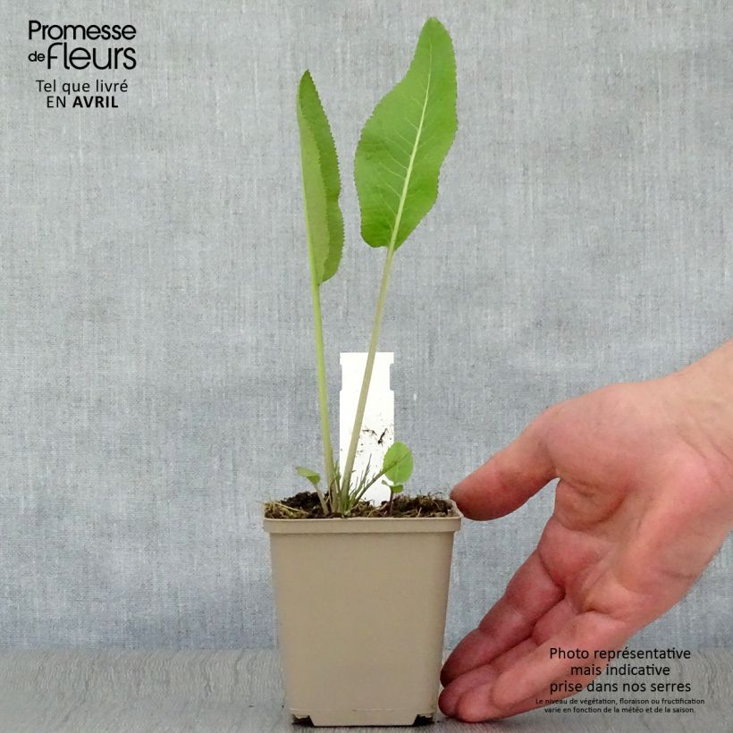 Exemplar von Meerrettich / Kren - Armoracia rusticana Kleine Töpfe von 7/8 cm wie im Frühjahr geliefert