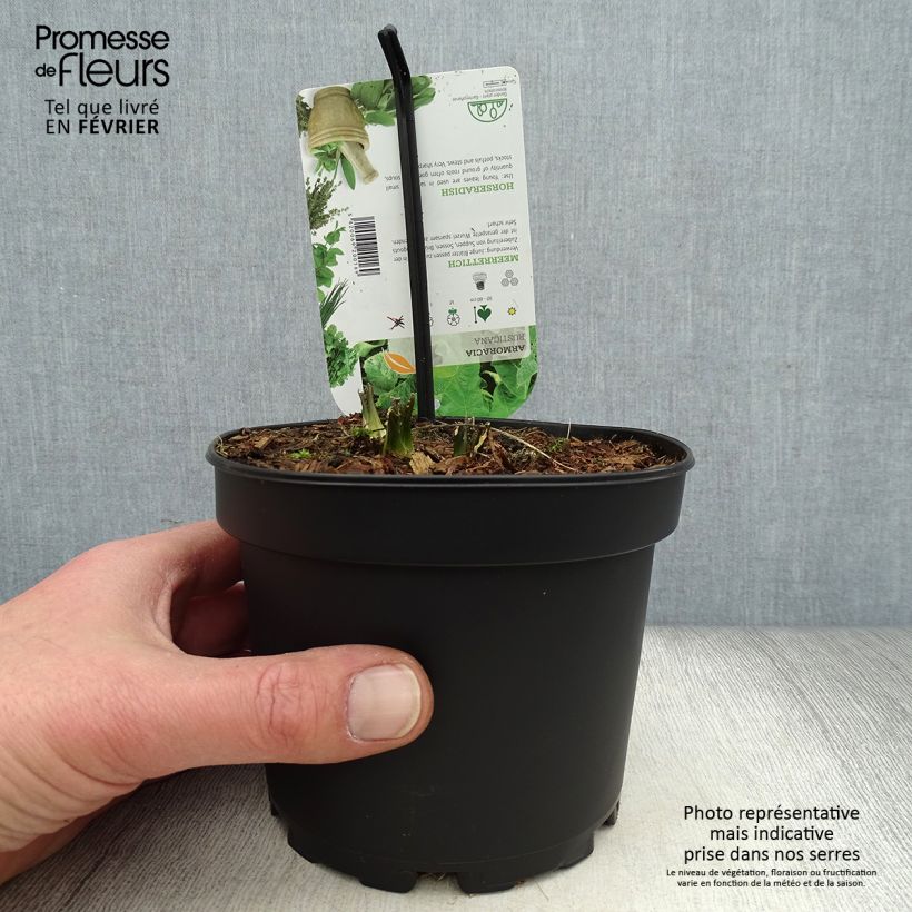 Exemplar von Meerrettich / Kren - Armoracia rusticana Topf mit 1,5L/2L wie im Winter geliefert