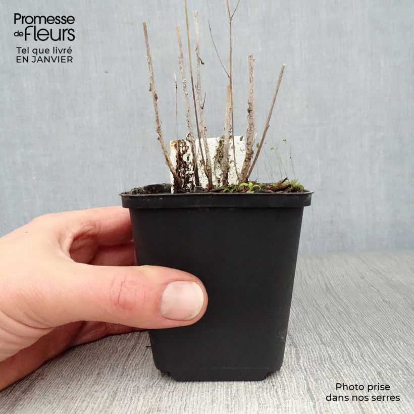 Exemplar von Rapunzel-Glockenblume - Campanula rapunculus Kleine Töpfe von 7/8 cm wie im Winter geliefert