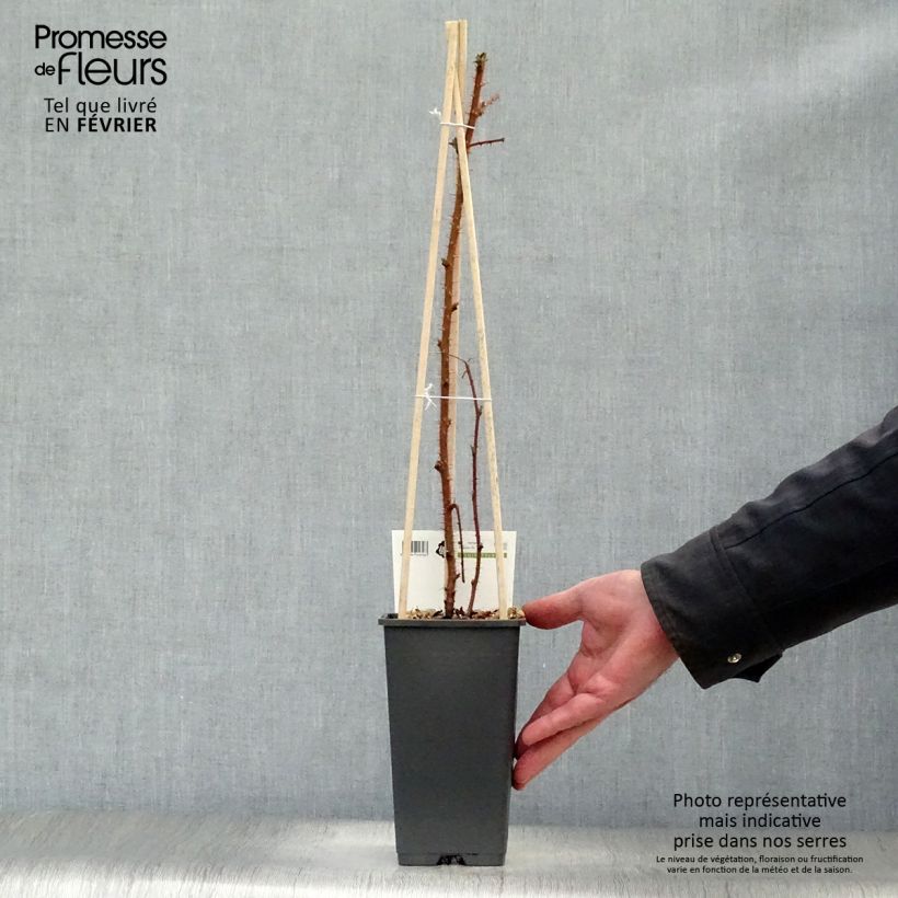 Exemplar von Japanische Weinbeere Raisin du Japon - Rubus phoenicolasius Topf mit 1,5L/2L, Strauch/Busch, mehrstämmig wie im Winter geliefert