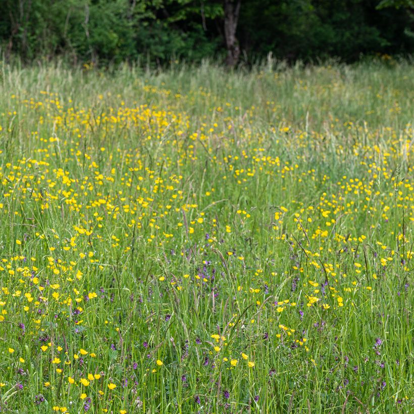 Scharfer Hahnenfuß - Ranunculus acris (Hafen)