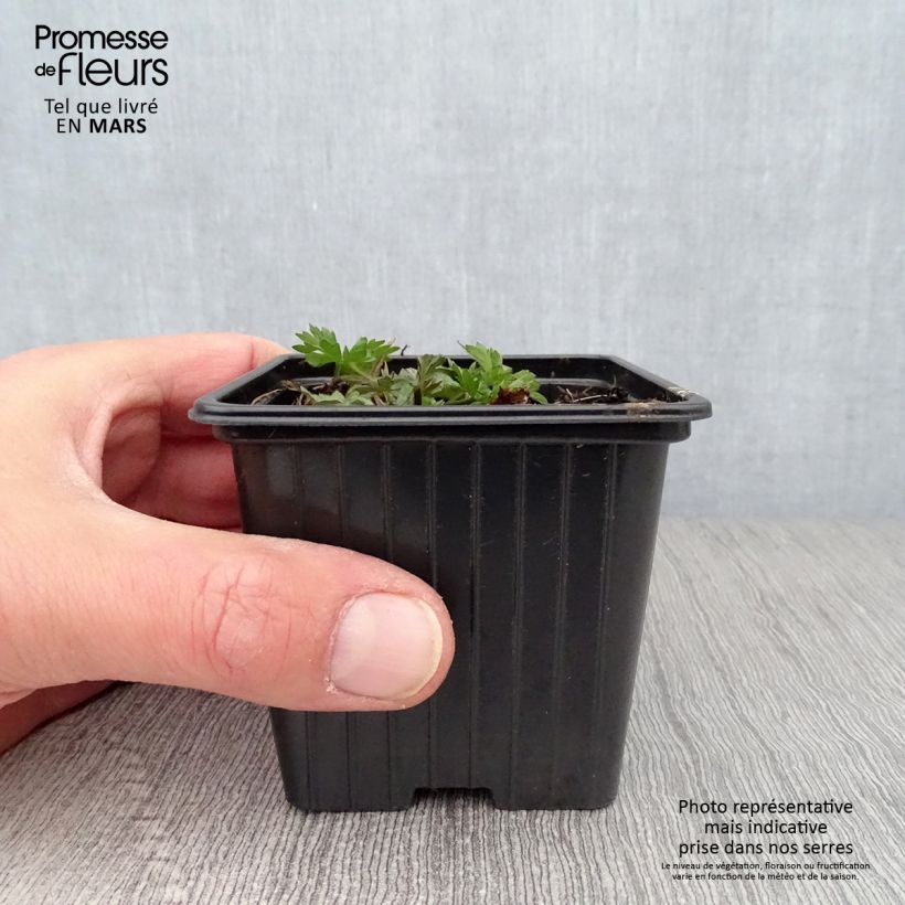 Exemplar von Scharfer Hahnenfuß - Ranunculus acris Kleine Töpfe von 7/8 cm wie im Frühjahr geliefert