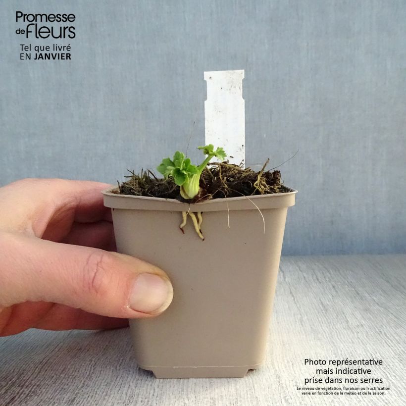 Exemplar von Scharfer Hahnenfuß Multiplex - Ranunculus acris Kleine Töpfe von 8/9 cm wie im Winter geliefert