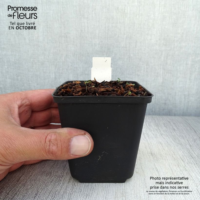 Exemplar von Scharbockskraut Collarette - Ranunculus ficaria Kleine Töpfe von 8/9 cm wie im Herbst geliefert